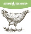 Chicken breeding. animal husbandry. livestock