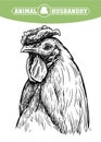 Chicken breeding. animal husbandry. livestock. vector sketch on a white Royalty Free Stock Photo