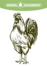 Chicken breeding. animal husbandry. livestock. vector sketch on a white Royalty Free Stock Photo