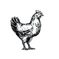 chicken breeding. animal husbandry. livestock. vector sketch on a white background Royalty Free Stock Photo