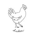 chicken breeding. animal husbandry. livestock. vector sketch on a white background Royalty Free Stock Photo