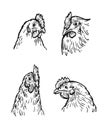 chicken breeding. animal husbandry. livestock. vector sketch on a white background Royalty Free Stock Photo