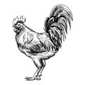 Chicken breeding. animal husbandry. livestock. vector sketch on a white Royalty Free Stock Photo