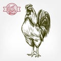 Chicken breeding. animal husbandry. livestock. vector sketch on a white Royalty Free Stock Photo