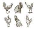 Chicken breeding. animal husbandry. vector sketches on white