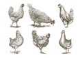 Chicken breeding. animal husbandry. vector sketches on white