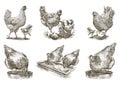 Chicken breeding. animal husbandry. vector sketches on white