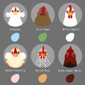 Chicken breeds and egg colors set
