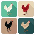 Chicken breeds icon set in flat style with long shadow Royalty Free Stock Photo