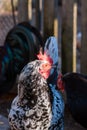 Chicken with bright motley black and white plumage on the farm.