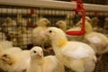 Chicken broilers. Poultry farm