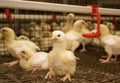 Chicken broilers. Poultry farm Royalty Free Stock Photo