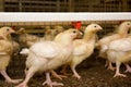 Chicken broilers. Poultry farm Royalty Free Stock Photo