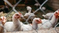 Chicken broilers. Poultry farm Royalty Free Stock Photo