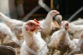 Chicken broilers. Poultry farm Royalty Free Stock Photo