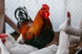 Chicken broilers. Poultry farm Royalty Free Stock Photo