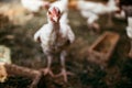 Chicken broilers. Poultry farm Royalty Free Stock Photo