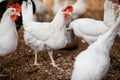 Chicken broilers. Poultry farm Royalty Free Stock Photo