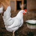 Chicken broilers. Poultry farm Royalty Free Stock Photo