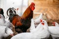 Chicken broilers. Poultry farm Royalty Free Stock Photo