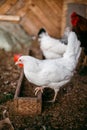 Chicken broilers. Poultry farm Royalty Free Stock Photo