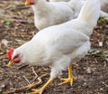 Chicken broilers. Poultry farm. White chicken walkinng in a farm garden