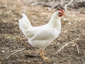Chicken broilers. Poultry farm. White chicken walkinng in a farm garden