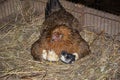 Chicken brood hen with the chickens Royalty Free Stock Photo