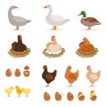 Chicken brood hen, ducks and other farm birds and his eggs. Vector illustrations set in cartoon style