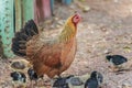Chicken brooding hen and chicks in a farm chick. Royalty Free Stock Photo