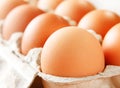 Chicken brown egg Royalty Free Stock Photo