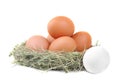 Chicken brown eggs in a nest of grass. Isolated Royalty Free Stock Photo