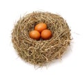 Chicken brown eggs in nest Royalty Free Stock Photo