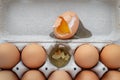 Chicken brown eggs in a tray, one egg is damaged, visible yolk, close Royalty Free Stock Photo