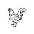 chicken butcher cut chart. Vector illustration decorative design