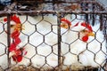 Chicken in cage Royalty Free Stock Photo