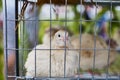 Chicken in a cage close up. Agricultural exhibition Royalty Free Stock Photo