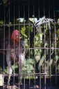 Chicken in cage Royalty Free Stock Photo