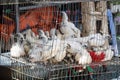 Several chicken in overcrowded cage at Asian market.