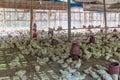 Chicken cage in a small village near Sonargaon town, Banglade