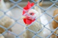 Chicken in a cage Royalty Free Stock Photo