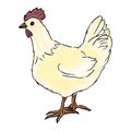Chicken cartoon drawing. Vector illustration on white background. isolated object. farm bird Royalty Free Stock Photo