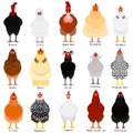 Chicken chart with breeds name Royalty Free Stock Photo
