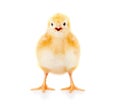 Chicken cheeping Royalty Free Stock Photo