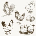 Vector chicken breeding hand drawn set. Engraved Chicken, Roster, baby chick and egg illustrations. Rural natural bird Royalty Free Stock Photo