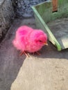 Chicken.. Chick.. Pink chick.. Cute.. Lovely.. Adorable.. Colourful chick.. Small chicken.. Chickchick..