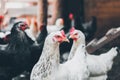 Chicken in the chicken coop. Beautiful chickens. Agriculture. Chickens and roosters. Farm animals Royalty Free Stock Photo
