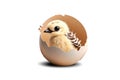 Chicken in a chicken egg shell on a white background - Image generated by AI. Royalty Free Stock Photo