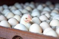 Chicken among chicken eggs in a poultry farm. The concept of the food industry, the production of chicken eggs Royalty Free Stock Photo