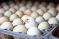 Chicken among chicken eggs in a poultry farm. The concept of the food industry, the production of chicken eggs Royalty Free Stock Photo